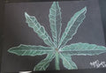 pot leaf